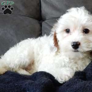 Chester, Cavapoo Puppy